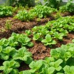 maraichage-bio-producteur-temoignage