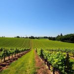 vin-nature-bio-biodynamique