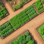 autonomie-alimentaire-potager