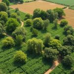 agroforesterie-agriculture-arbres